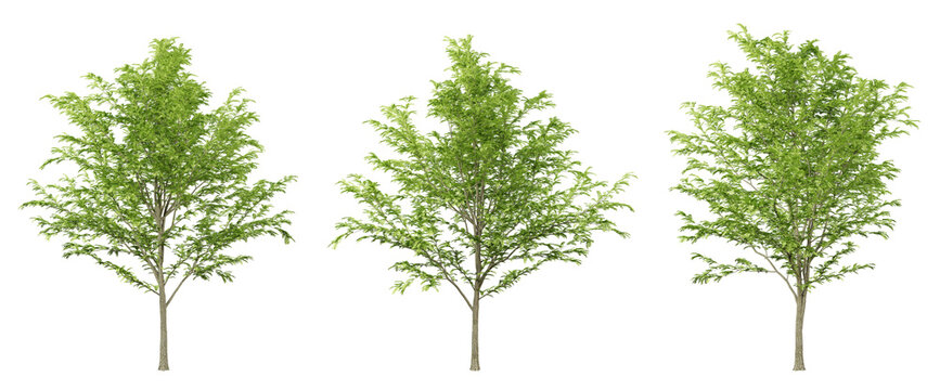 Green gleditsia triacanthos trees on transparent background, png tree, 3d render illustration.