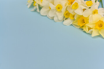 Beautiful Daffodil Flowers. copy space