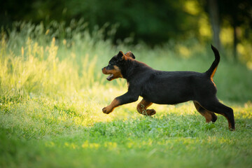 A puppy in the grass, in the park. Cute Rottweiler dog in nature. Walking with a pet in park 