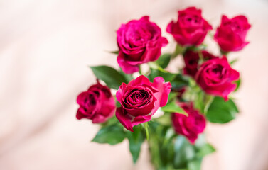 Pink roses on silk background