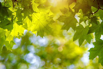 Green nature background with maple leaves
