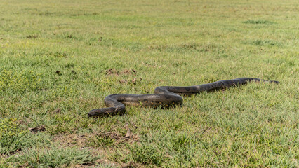 six-meter Anaconda large (Eunectes murinus) South America Venezuela.