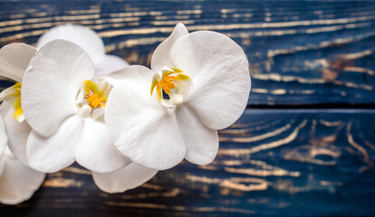 A branch of white orchids on a brown wooden background
