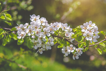 Flowering branch of pear in the garden in spring
