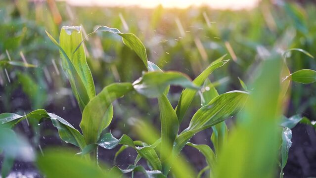 Agriculture. Corn field in water. Watering green plantation. Irrigation system for corn field. Rain irrigates green field of corn. Puddles on corn farm. Water on green plant.Farm irrigation management