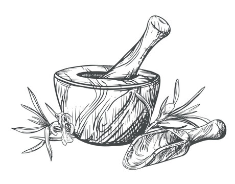 recommend clip art: Rosemary, wooden mortar for grinding herbs, measuring spoon. Vector illustration of aromatic herbs, spices. Hand sketch in engraving technique. Separate design elements in a rustic style.