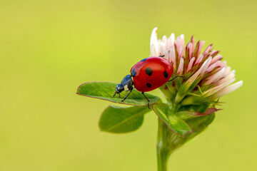 Macro shots, Beautiful nature scene.  Beautiful ladybug on leaf defocused background