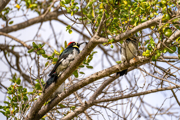 Acorn woodpecker sitting on a tree, close-up.