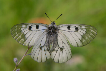 Macro shots, Beautiful nature scene. Closeup beautiful butterfly sitting on the flower in a summer garden.