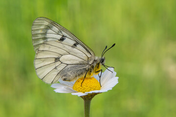 Macro shots, Beautiful nature scene. Closeup beautiful butterfly sitting on the flower in a summer garden.