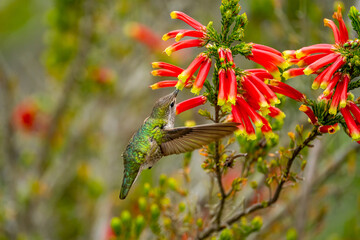 Anna's Hummingbird (Calypte anna) drinks nectar from 
Erica discolor Andrews flower.