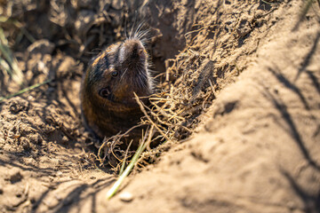 Valley Pocket Gopher (Thomomys bottae) emerging from the burrow. 