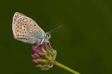 Macro shots, Beautiful nature scene. Closeup beautiful butterfly sitting on the flower in a summer garden.
