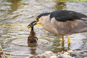 Black-crowned night heron (Nycticorax nycticorax) eating a duckling.