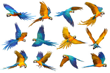 Set of Parrot flying isolated on transparent background png file
