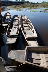 Ancient wooden boats in the swamp provide rowing services for eco-tourists.