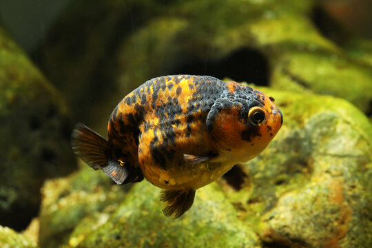 Calico lionhead goldfish or Ranchu