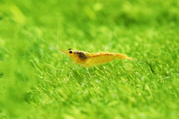 Neon Yellow Shrimp (Caridina species) in aquarium