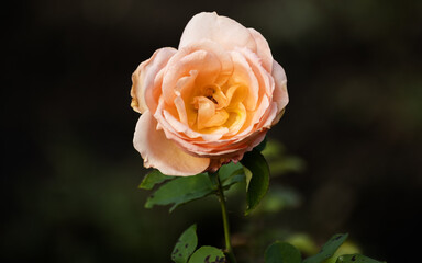 Withered rose in the garden. Shallow depth of field.