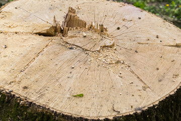 Fototapeta na wymiar Stump of the old thick tree, fragment close-up