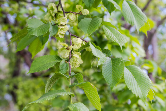 Field elm branch with leaves and seeds on blurred background