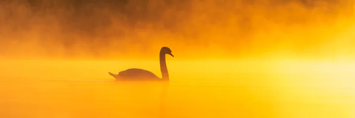 Rolgordijnen A swan on a misty lake during a beautiful sunrise © DZiegler