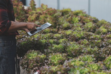 Two Asian farmers inspecting the quality of organic vegetables grown using hydroponics.