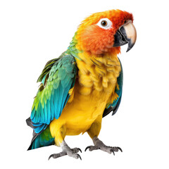 Obraz premium parrot isolated on white background.