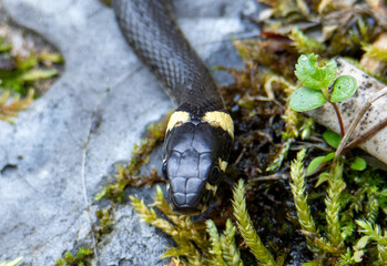 A close-up with a grass snake - Natrix natrix