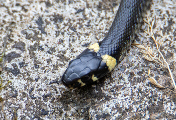 A close-up of the head of a Natrix natrix snake