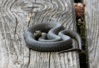A close-up of a grass snake Natrix natrix coiled on a plank