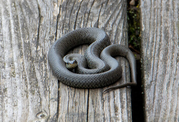 A grass snake - Natrix natrix sitting coiled on a wooden board