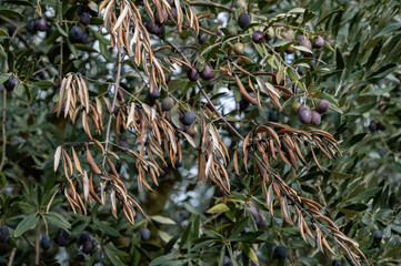 Olive branch with withered leaves. Branch of ripe olives in the background.