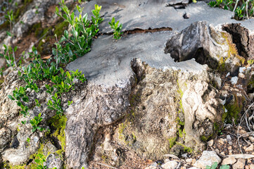 Regrowth on an olive tree stump. Young green shoots emerging from a cut olive tree.