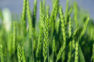 Fototapeta na wymiar Green wheat field close up image. Agriculture scene