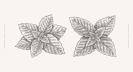 Set of mint leaves. Aromatic plant in vintage engraving style. Design element for culinary or medical products. Hand-drawn botanical illustration on a light background. © KOSIM