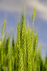 Green wheat field close up image. Agriculture scene