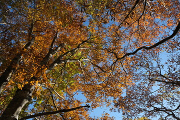 Fototapeta premium 熊野古道の紅葉