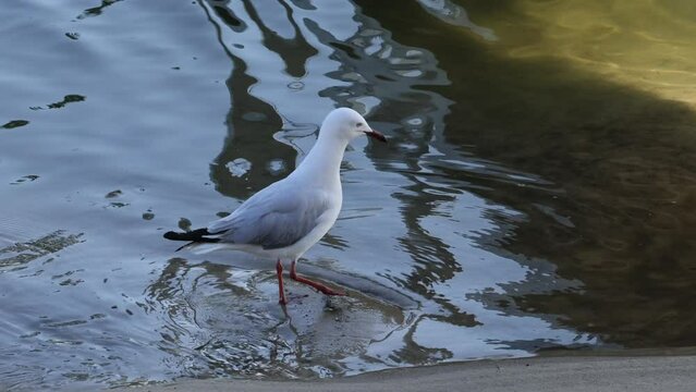 Red-billed Gull Standing on Sand by the Water