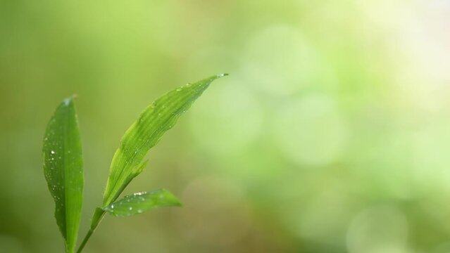 Barbed grass or Centotheca lappacea green leaves on nature background.