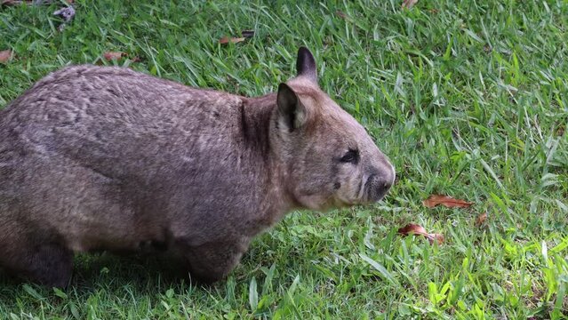 Southern Hairy-Nosed Wombat Grazing on Fresh Green Grass