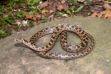 Spotted rock snake (Lamprophis guttatus) in the wild