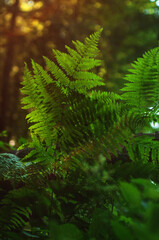 ferns in the forest