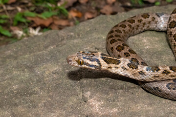 Spotted rock snake (Lamprophis guttatus) in the wild