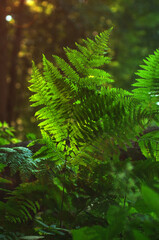 fern in the forest