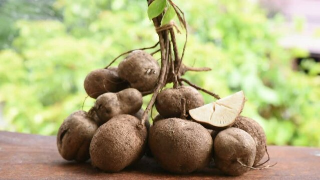Pueraria mirifica heads on nature background.