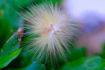 Macro Photography. Closeup Shot of a white caterpillar in the yard of a house in the city of Bandung - Indonesia
