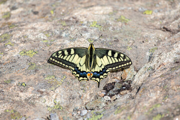 An Old World swallowtail butterfly - Papilio machaon, Papilionidae - resting on a stone on top of a mountain in the Switzerland Alps