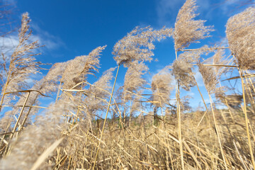 The dry grass in the field in Autumn