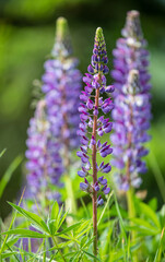 Obraz premium Lupinus polyphyllus, the large-leaved lupine. Blue flower close up in swiss alps - Neophyte